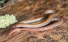 Description de l'image Flinders Worm-lizard (Aprasia pseudopulchella) (9388534051).jpg.