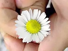 Une fleur jaune et blanche tenue entre deux mains.