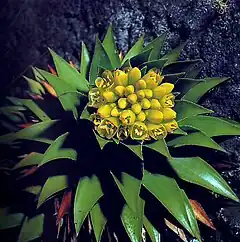 Description de l'image Flor Lindmania navioides bromeliaceae.jpg.
