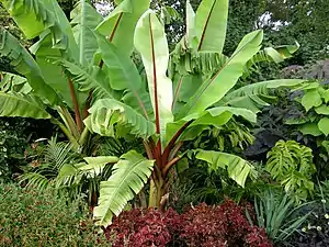 Ensät (Ensete ventricosum).