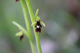 Ophrys mouche (Ophrys insectifera).