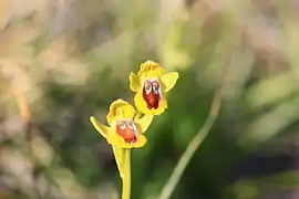 Ophrys jaune (Ophrys lutea).