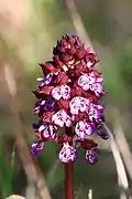 Orchis pourpre (Orchis purpurea).