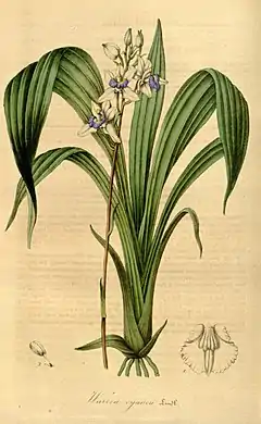 Aganisia cyaneaCharles Lemaire :"Flore des serres et des jardins de l'Europe"(1845)