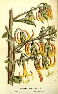 Musschia wollastoniiGravure par Louis Van Houtte,Flore des serres et des jardins de l'Europe