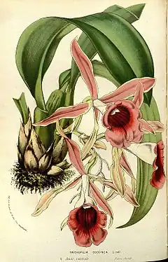 Trichopilia coccinea Lindl.