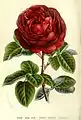 Rose ‘Charles Lefèbvre’ (1861)