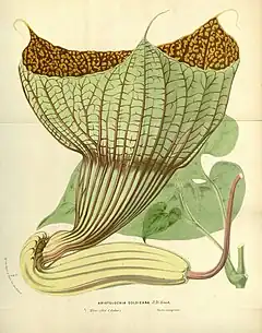 Aristolochia goldieana Hook.f.