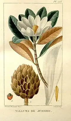 Description de l'image Flore médicale des Antilles, ou, Traité des plantes usuelles (Pl. 103) (8203064360).jpg.