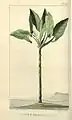 Planche de Montrichardia arborescens dans la « Flore médicale des Antilles » (1827)