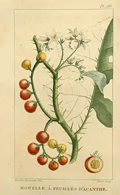 Description de l'image Flore_médicale_des_Antilles,_ou,_Traité_des_plantes_usuelles_(Pl._188)_(8182063235).jpg.