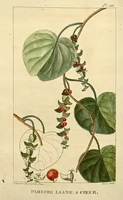 Description de l'image Flore médicale des Antilles, ou, Traité des plantes usuelles (Pl. 201) (8182069995).jpg.