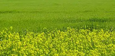 Photographie en couleurs d'un paysage naturel composé d'herbes et de fleurs jaunes