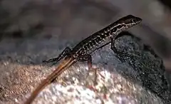 Description de l'image Flores Forest Skink Sphenomorphus florensis (7881497536).jpg.