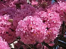 Fleurs de lapacho (Tabebuia impetiginosa)