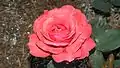 Floribunda 'Heat Wave', Swim 1958, au Bush's Pasture Park Rose Garden, Salem (Oregon).