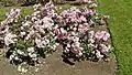 Floribunda 'Pinkie', Swim 1947, au Bush's Pasture Park Rose Garden, Salem (Oregon).