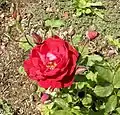 Floribunda 'Ruby Lips', Swim 1958.