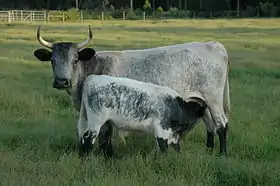 Vache de Floride avec son veau