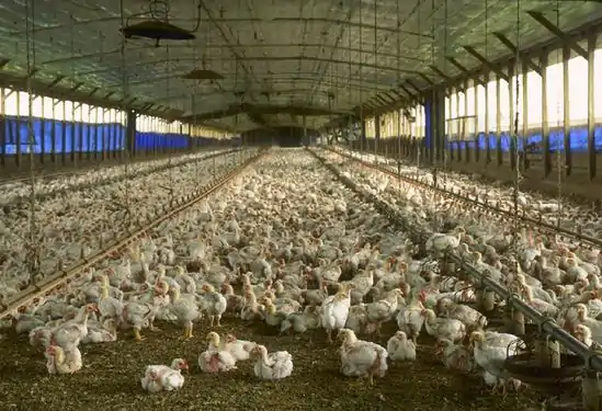 Un élevage de poulets de chair en Floride.