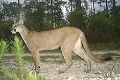 Un puma (Puma concolor).