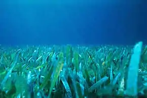 Herbier marin (zone littorale - Floride).