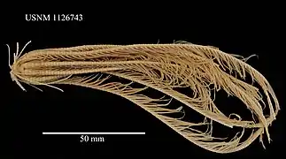 Florometra asperrima