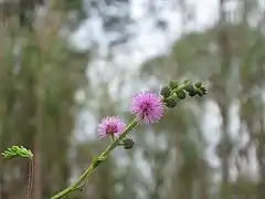 Une fleur de saison produit à Bana.