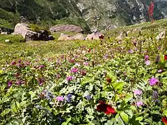 Parc national de Pin Valley.