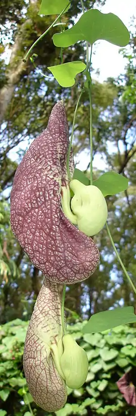 Image illustrative de l’article Jardin des parfums et des épices