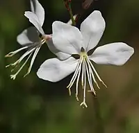 Gaura lindheimeri.Notez les 4 pétales, les 8 étamines et le style à 4 stigmates au centre.