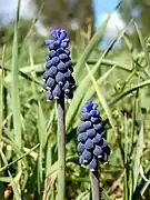 Muscari neglectum