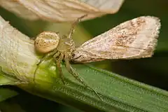 Description de l'image Flower spider with moth02.jpg.