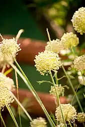 Inflorescences.