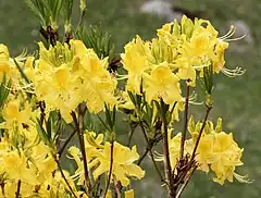 Description de l'image Flowers of Rhododendron luteum 01.jpg.