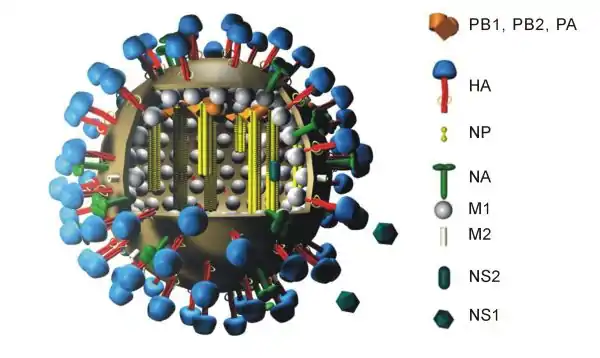 Structure générique d'un virus de la grippe A indiquant l'agencement de 10 protéines virales. La protéine PB1-F2 et les huit segments d'ARN ne sont pas représentés sur ce schéma.