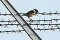 L'aérodrome de Finthen dans la réserve naturelle est entouré d'une clôture qui protège également les oiseaux : un Saxicola rubicola.