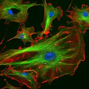 Cellules endothéliales d'une artère pulmonaire bovine (noyaux  colorés en bleu avec du DAPI, microtubules marqués en vert par un anticorps lié au FITC et filaments d'actine marqués en rouge par de la phalloïdine liée à la protéine TRITC).