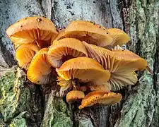 Flammulina velutipes sur du bois mort de Sambucus nigra.