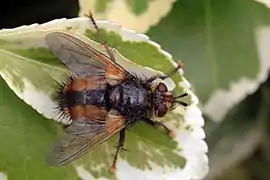 Subscutellum bombé et ambré visible entre le thorax et l'abdomen.