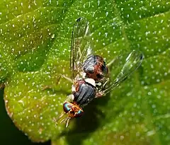 Bactrocera oleae (femelle adulte).