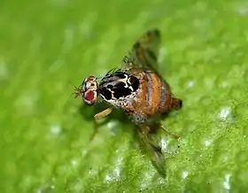 Image illustrative de l’article Attaque de la mouche des fruits en Californie