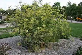 Plante adulte de jardin botanique.