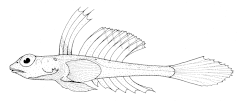 Description de l'image Foetorepus_phasis_(Bight_stinkfish).gif.