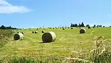 Bottes de foin déposées perpendiculairement à la pente (!), liage filet, massif du Mezenc, 2007