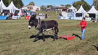 La grande foire agricole en 2019.