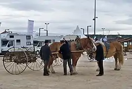 L'alezan est la robe la plus fréquente.