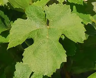 Feuille avec sinus latéraux en U.