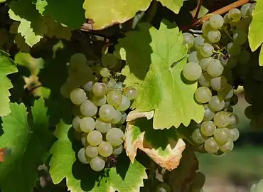 Raisins de Folle blanche,Conservatoire du vignoble charentais.