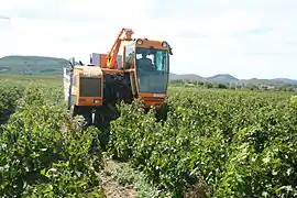 Machine à vendanger en action dans l'Hérault.